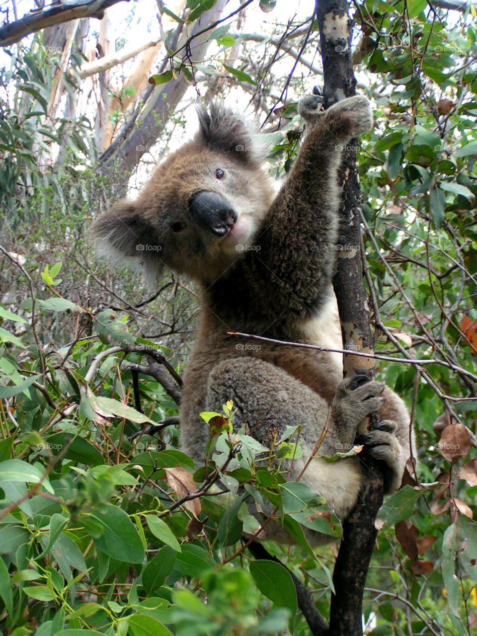 Koala pose