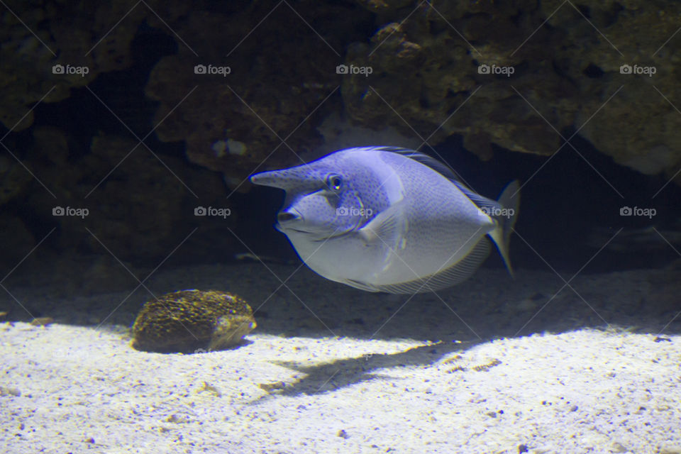 Blue tropical fish  - blå fisk