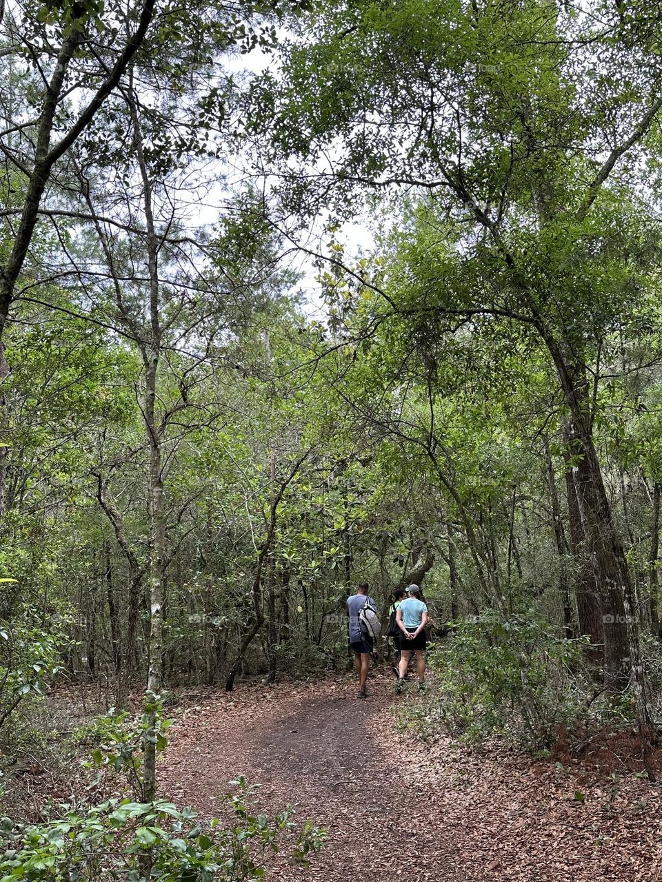 Trail Walkers - The trees were the towers of the forest. We looked up and the trees were skyscraper tall.. We were in awe of the size and majesty of the trees. The Beauty of the forest comforted our hearts. 