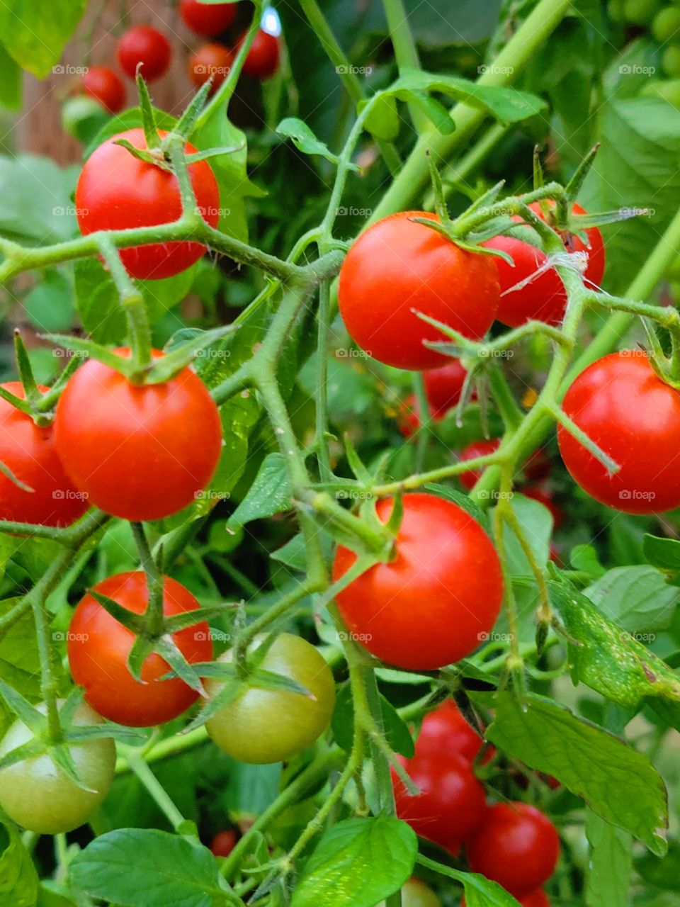 Red cherry Timatos ready to harvest