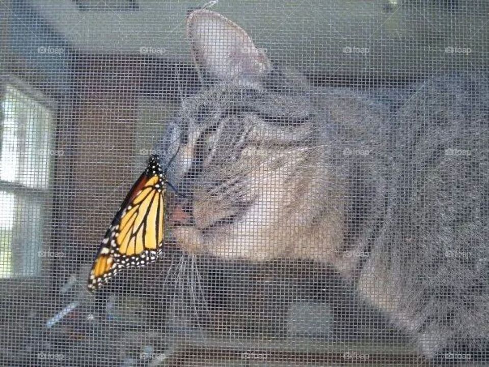 Ruby and the butterfly