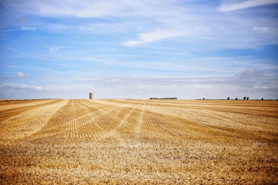 summer fields