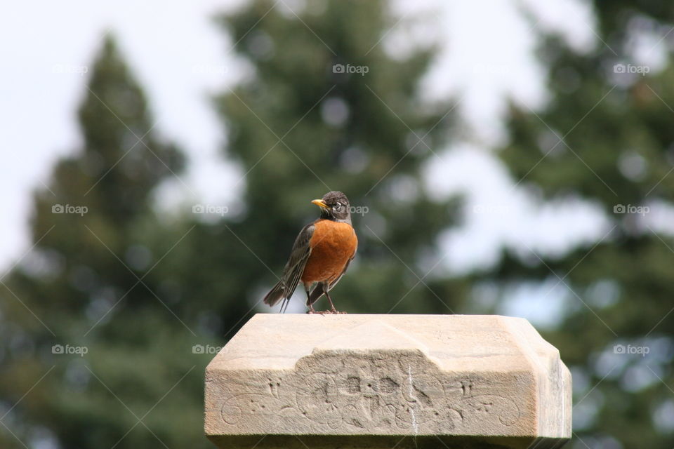 Robin sitting on stone