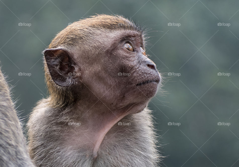 Macaque monkey watching his mother