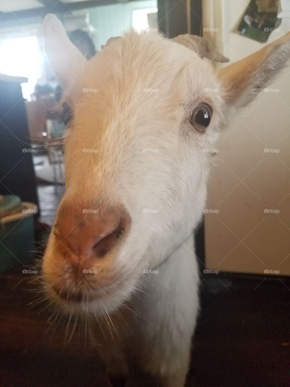 goat in my kitchen!