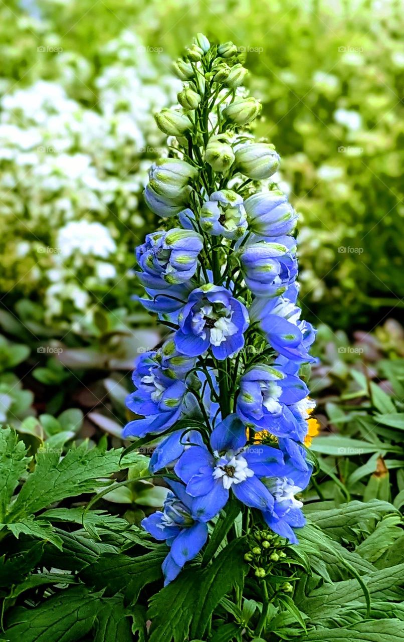 Spring blue flowers