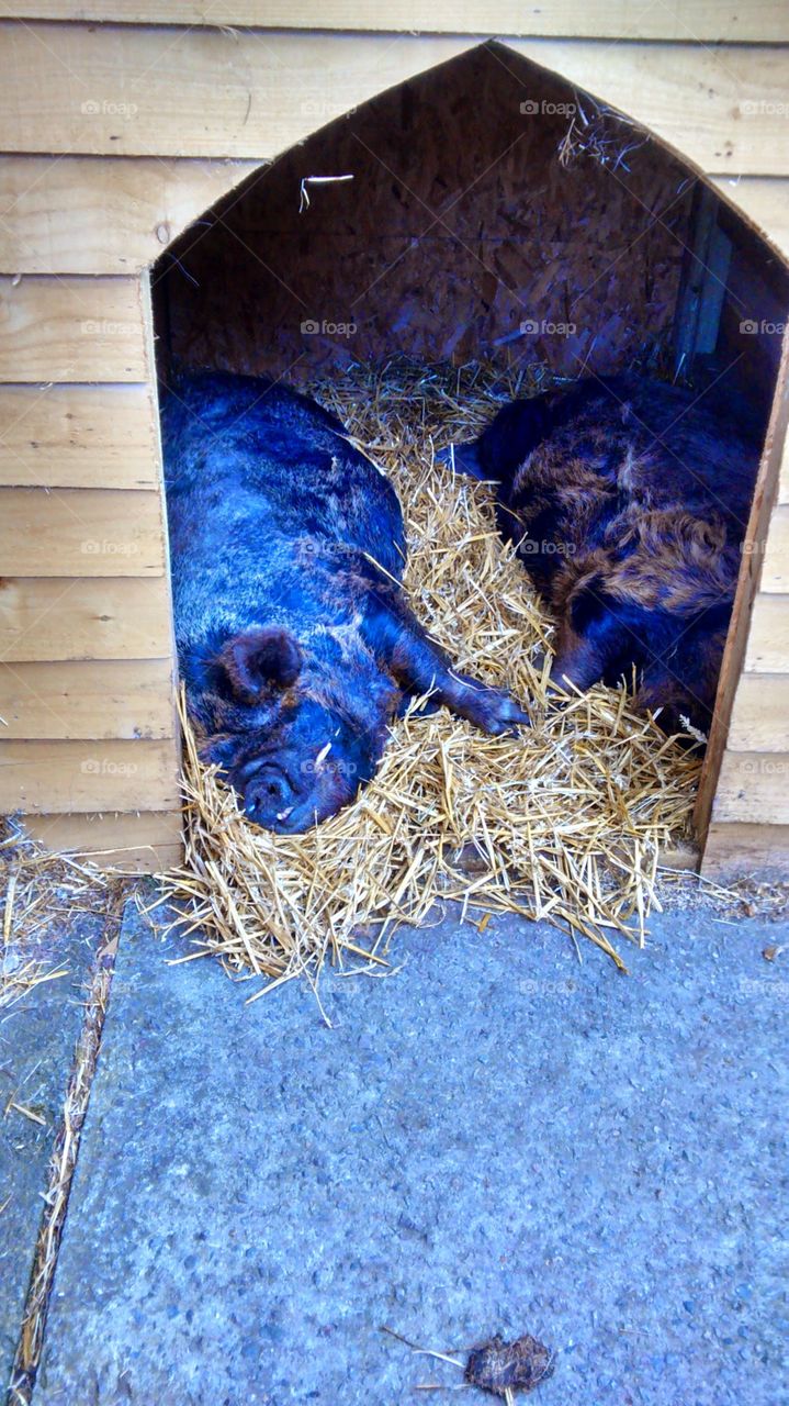 sleeping pigs