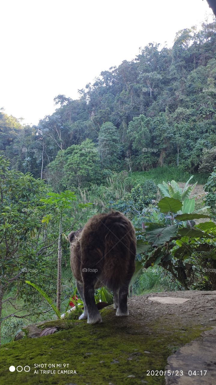 perro en la montaña