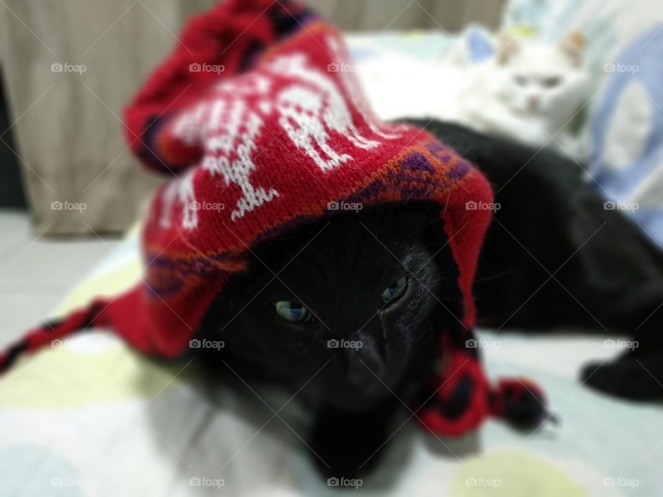 inka Black cat winter cold