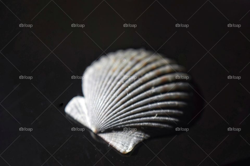 High angle view of scallop shell