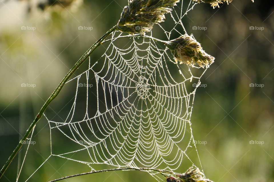 Spiderweb 