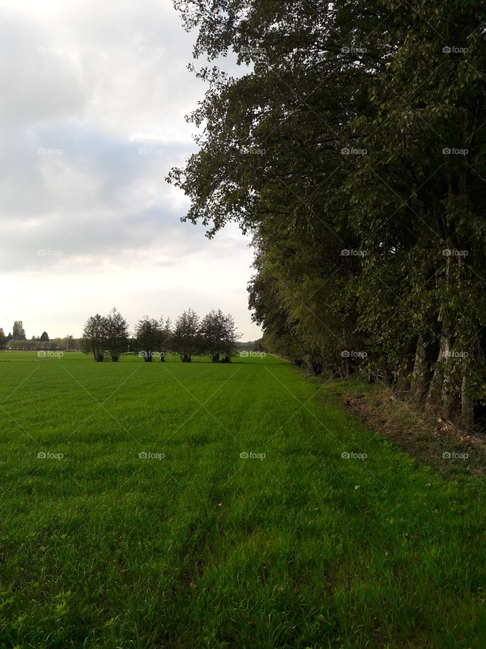 grass land agriculture farm farmland wood woods tree trees netherlands nature outdoors view