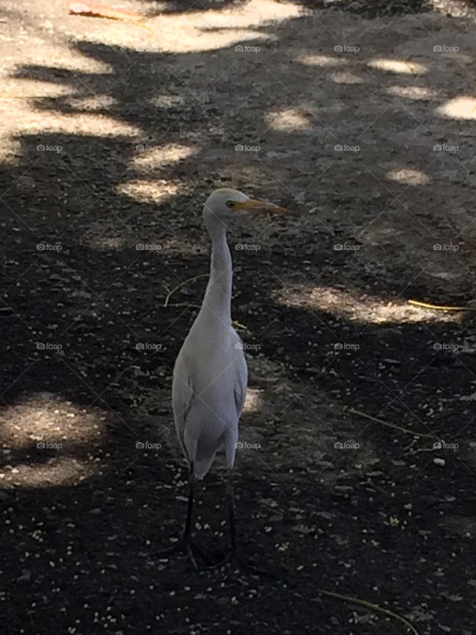 Seagull On The Ground 