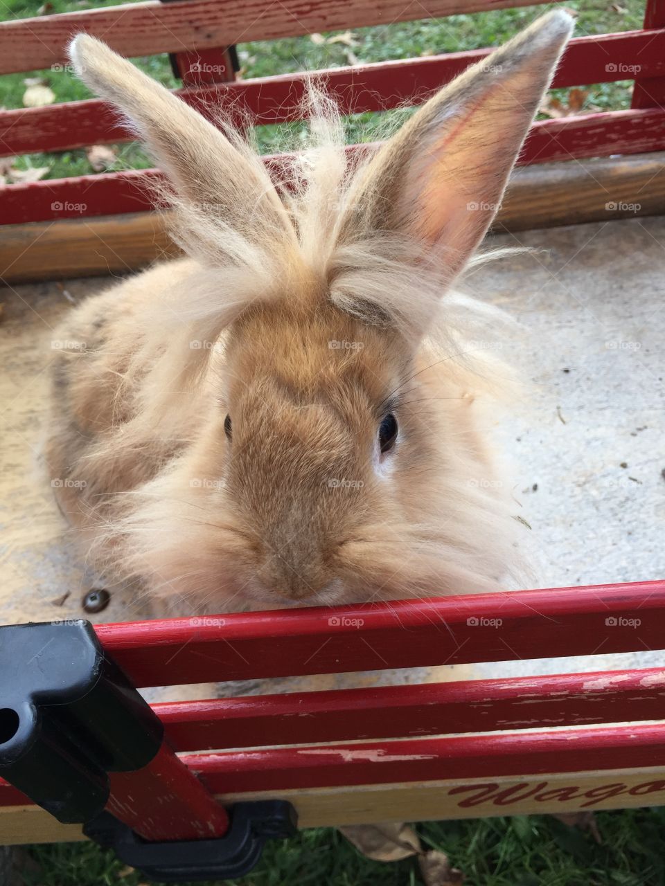 Bunny in a wagon