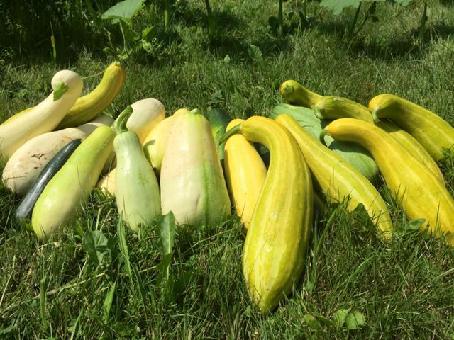 Squash . Zucchini and Summer Squash