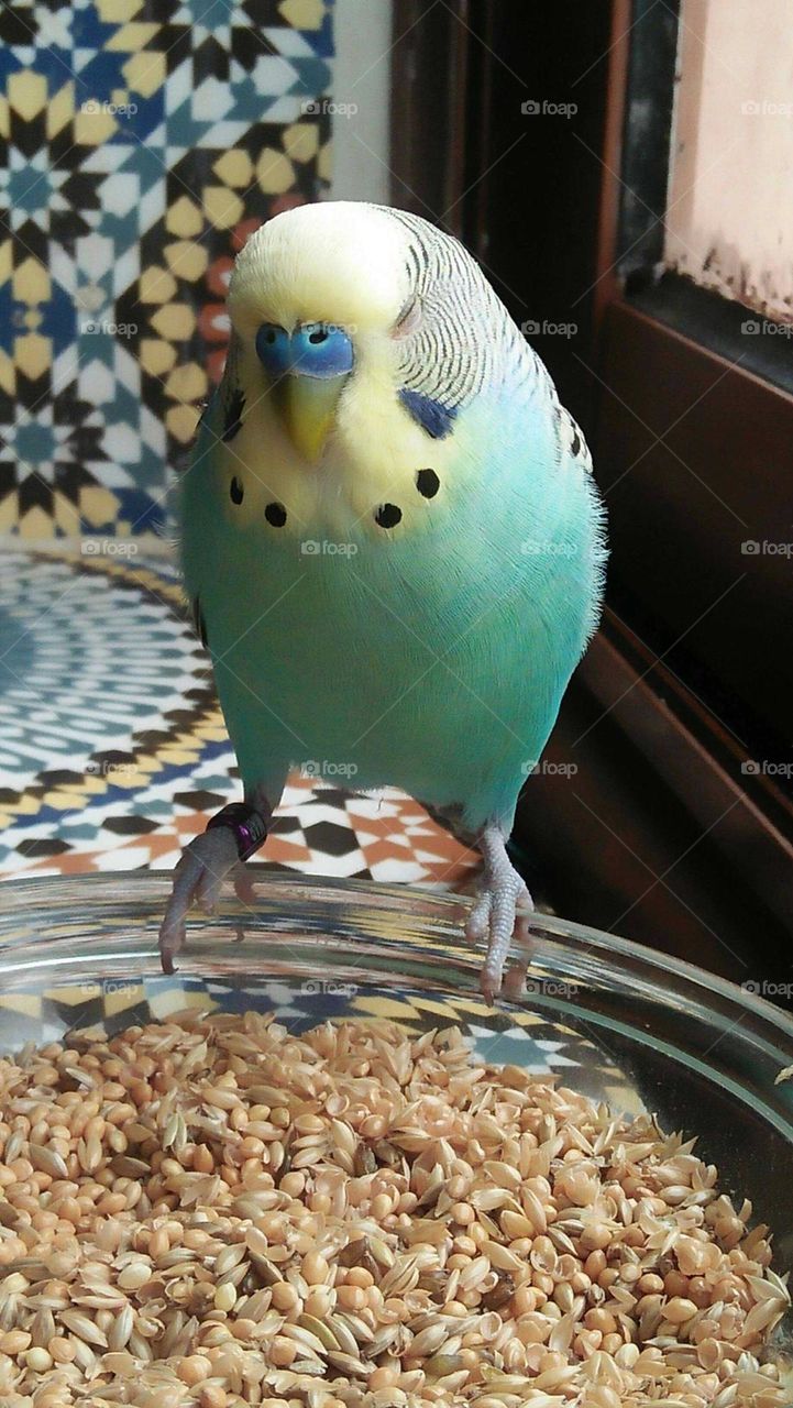 Beautiful multicolor parrot.