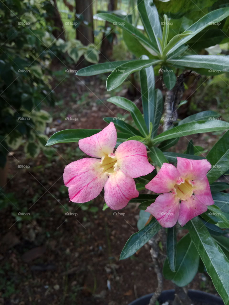 Pink Flower Heads