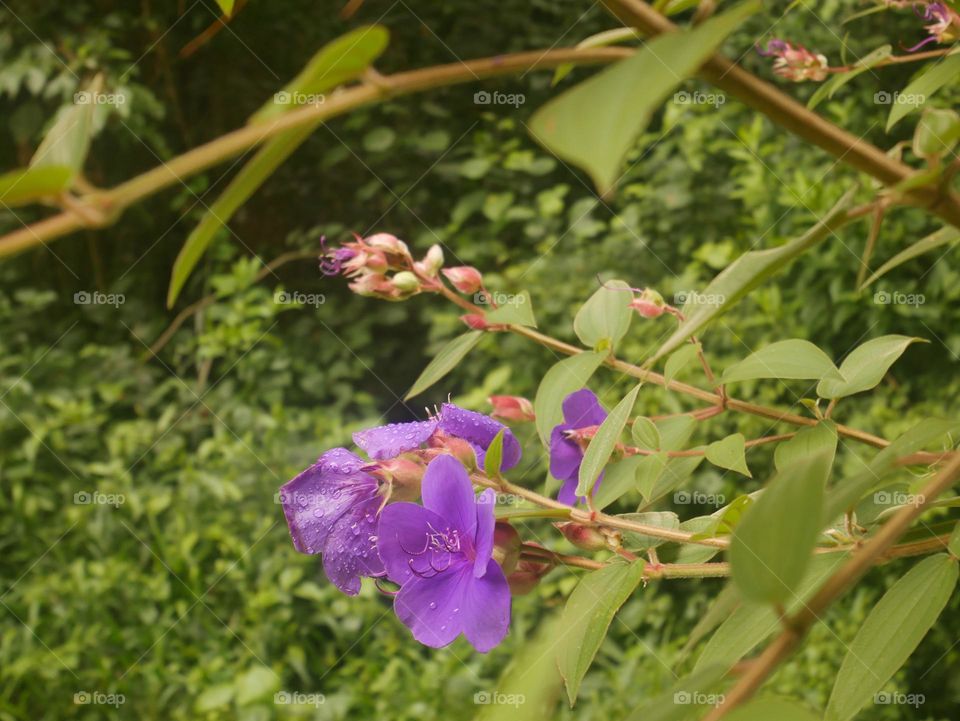 Siris, in El Cusuco National Park
