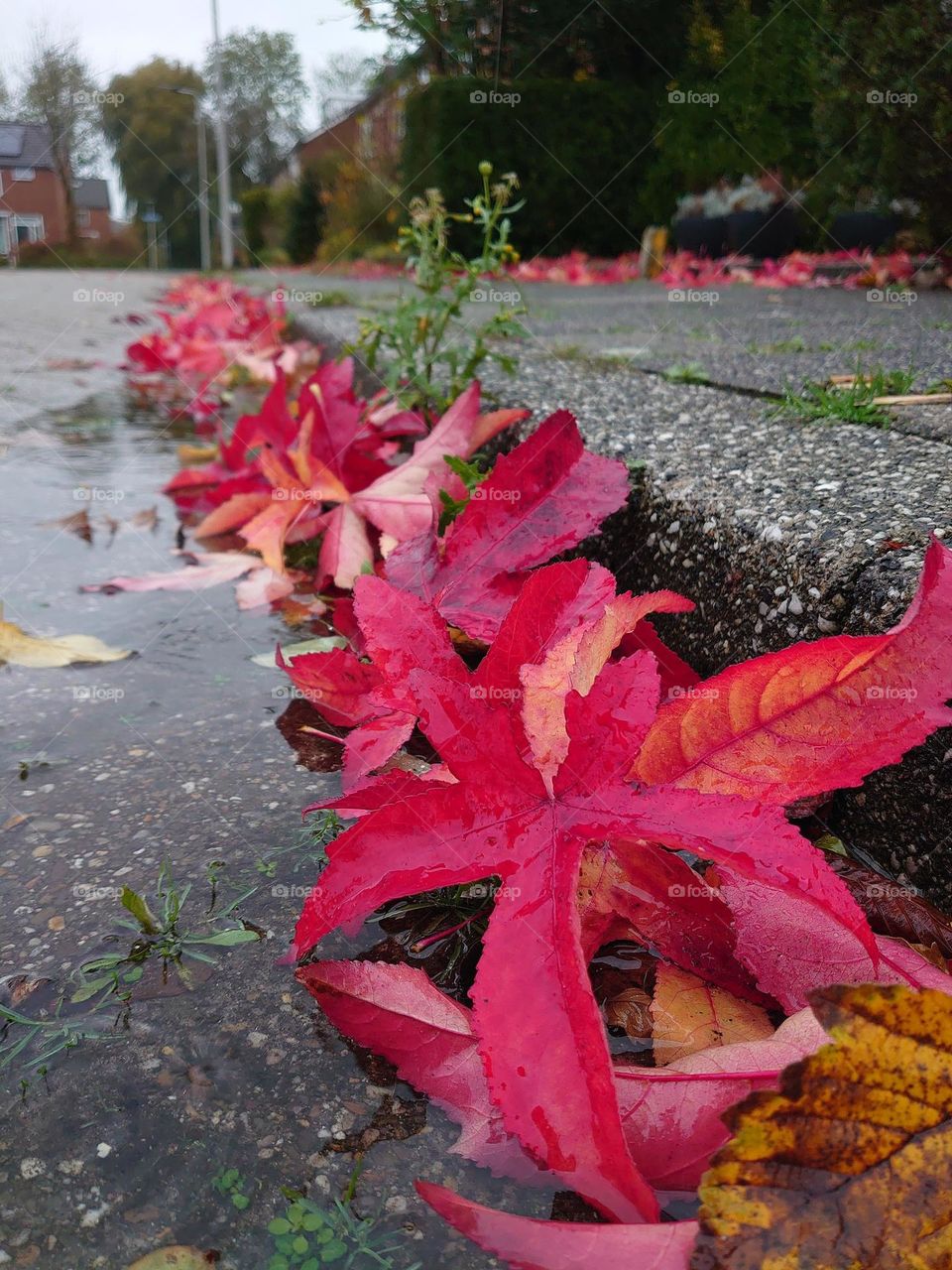 Leaves after stormy day