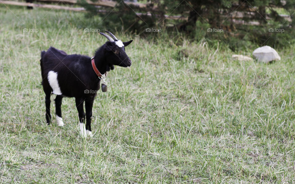 small goat