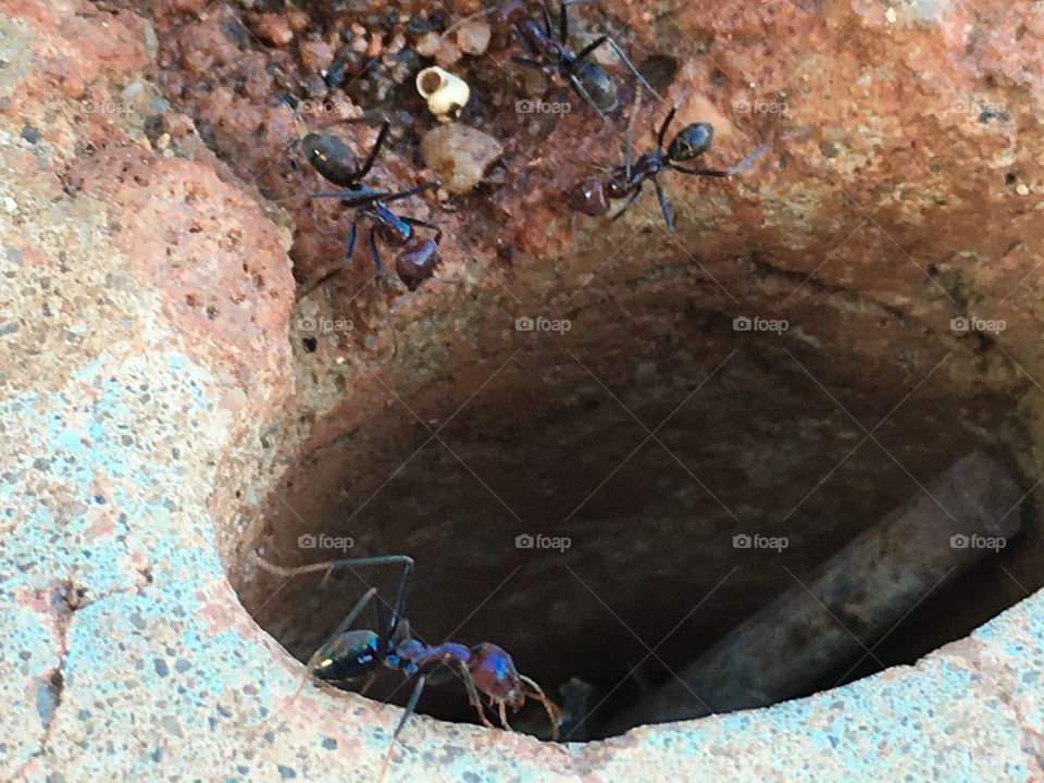 Worker ants into hole