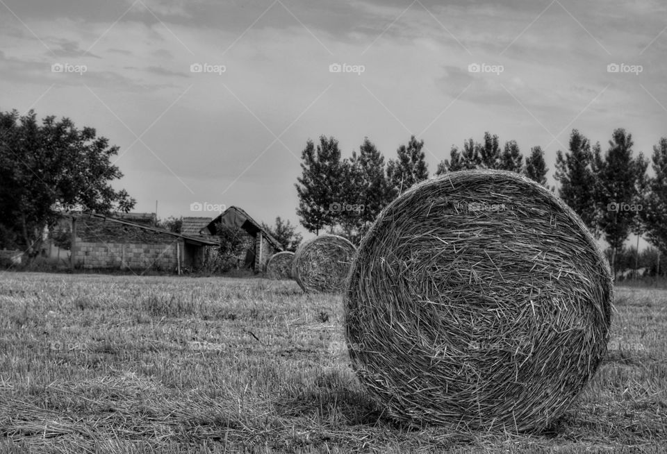 Landscape, Nature, Monochrome, Field, Grass