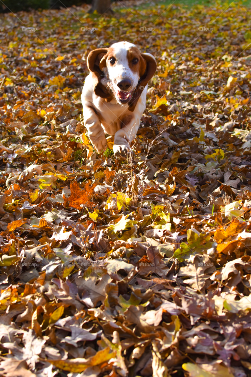 Fall, Leaf, Gold, Nature, Maple