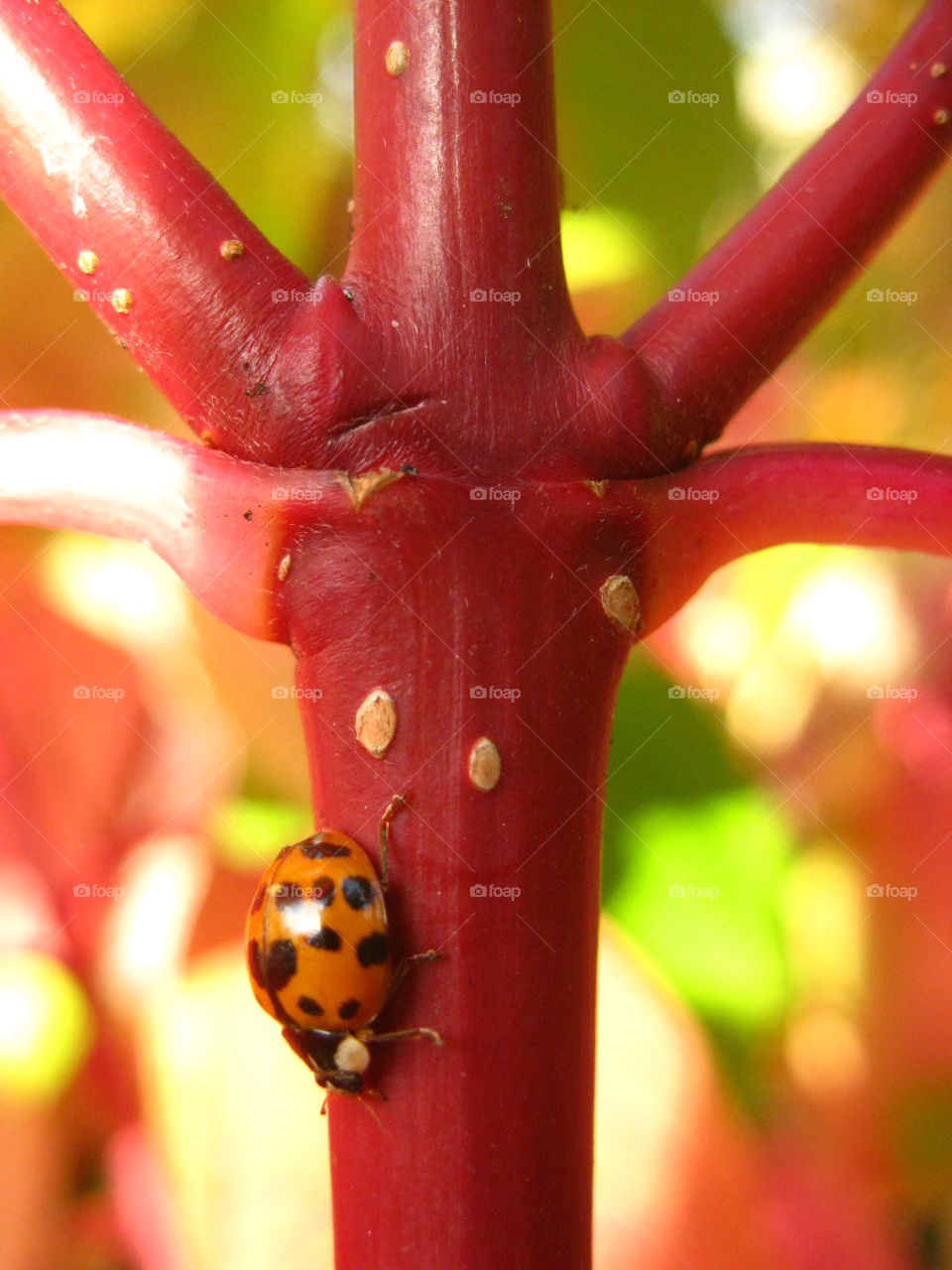 Ladybug on plant