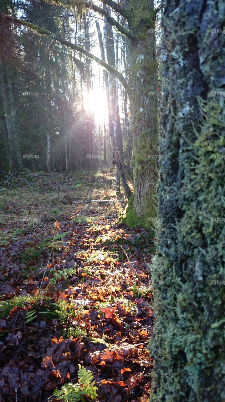 Sunrise in forest