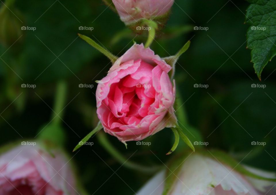 A Rose Bud