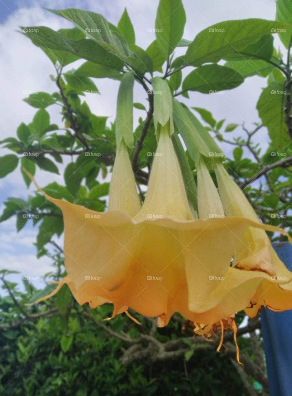 Florifundia, flor que provoca sueño. El Salvador