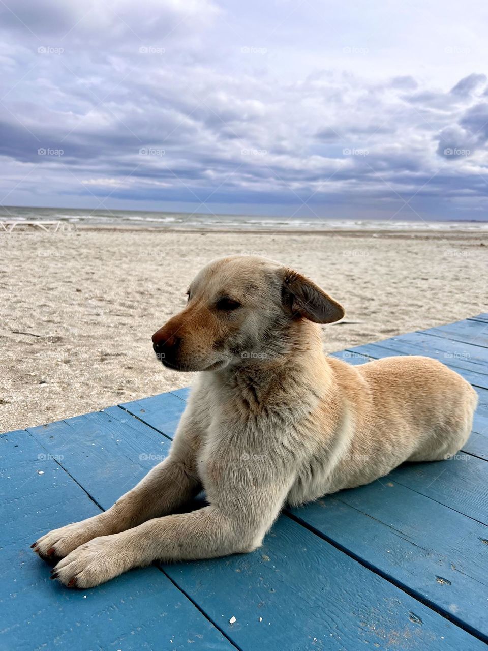 Beautiful homeless dog 