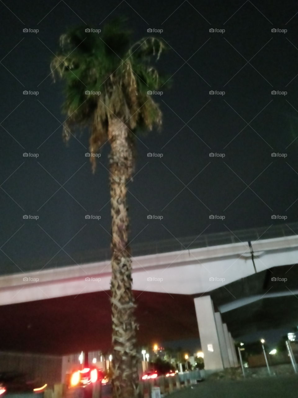 this one little ugly palm treein the middle of the hood all alone