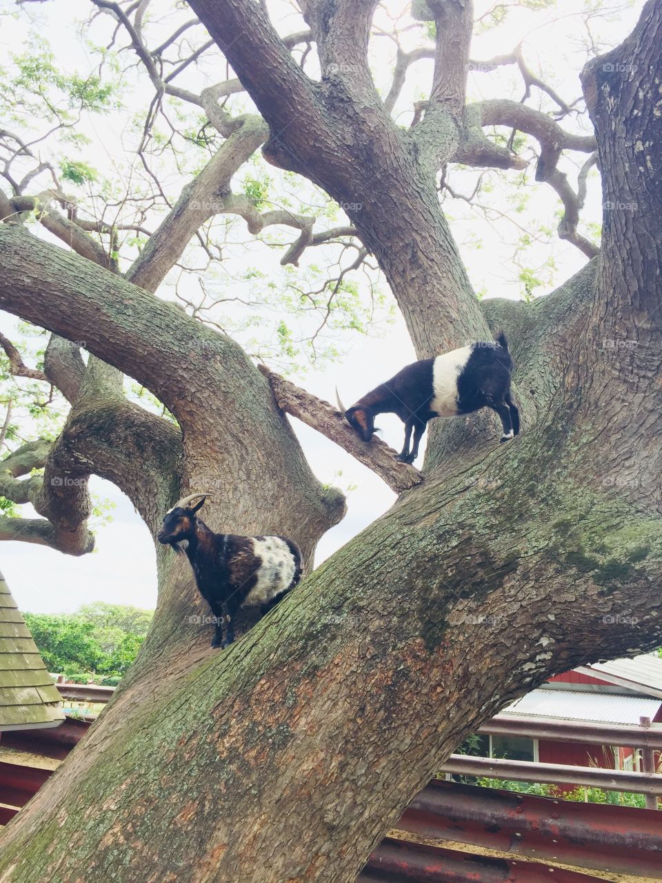 Goats on a tree