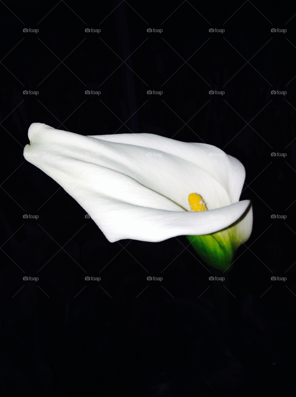 Calla Lily