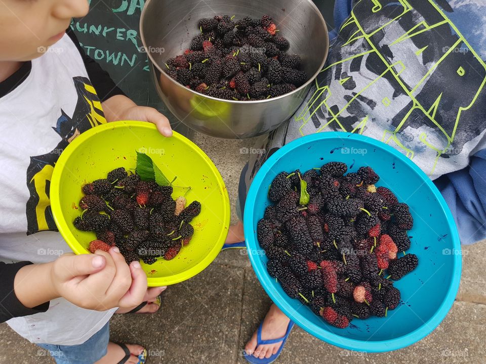 Harvesting mulberries