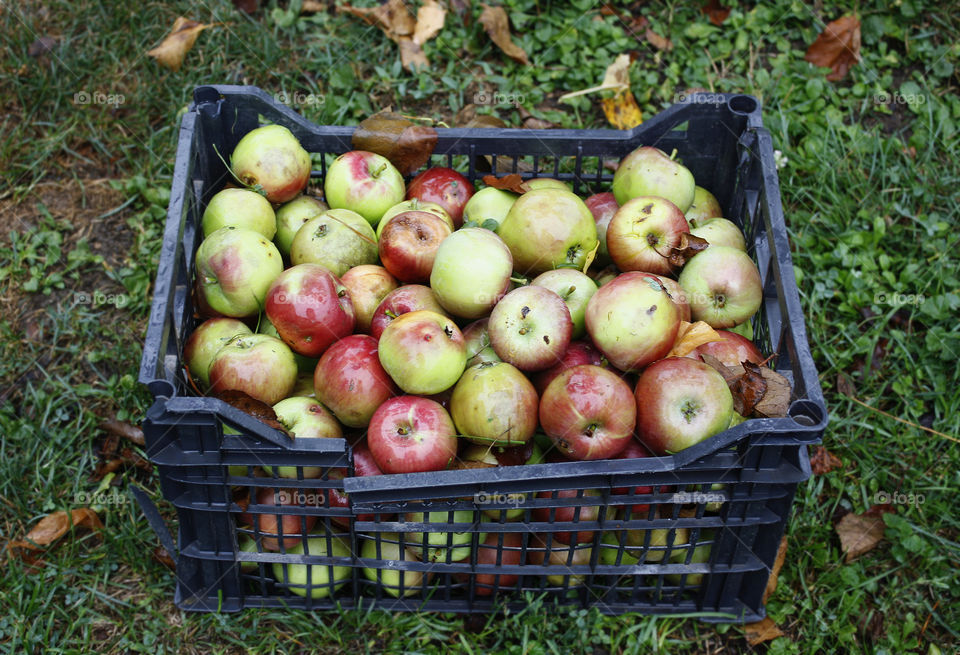 Apples in a basket on the ground