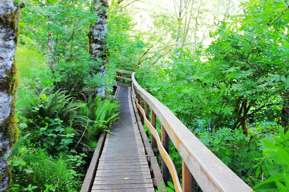 A wooden bridge located on a nature hiking trail at Cascade Head in the Oregon Coast.