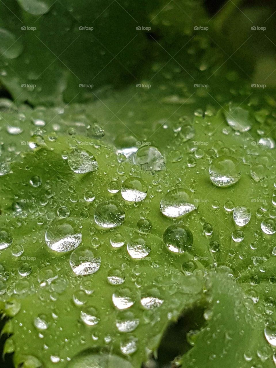 rain droplets