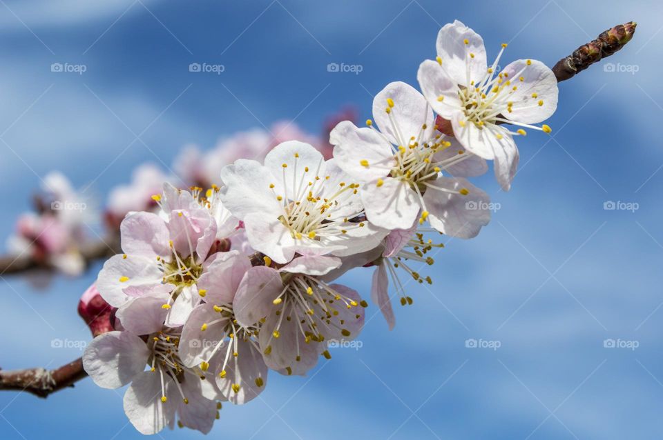 Branch of blossoming apricot.