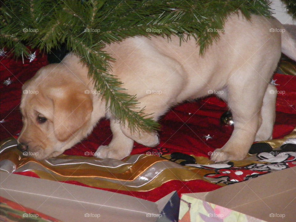This is a yellow Labrador retriever puppy. She is sniffing the Christmas tree skirt under the tree.