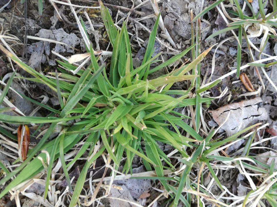 Wonderful green: new life