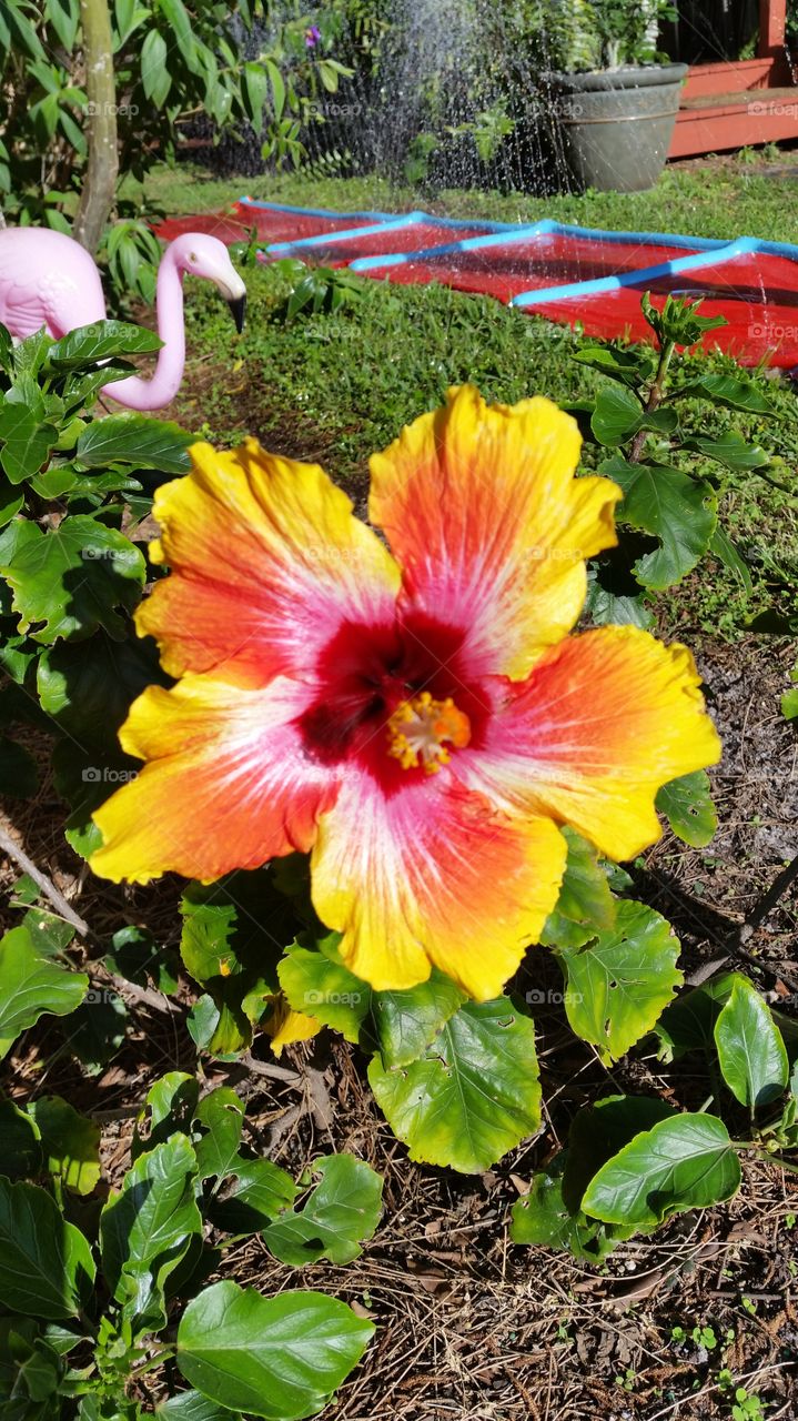 Sunburst hibiscus