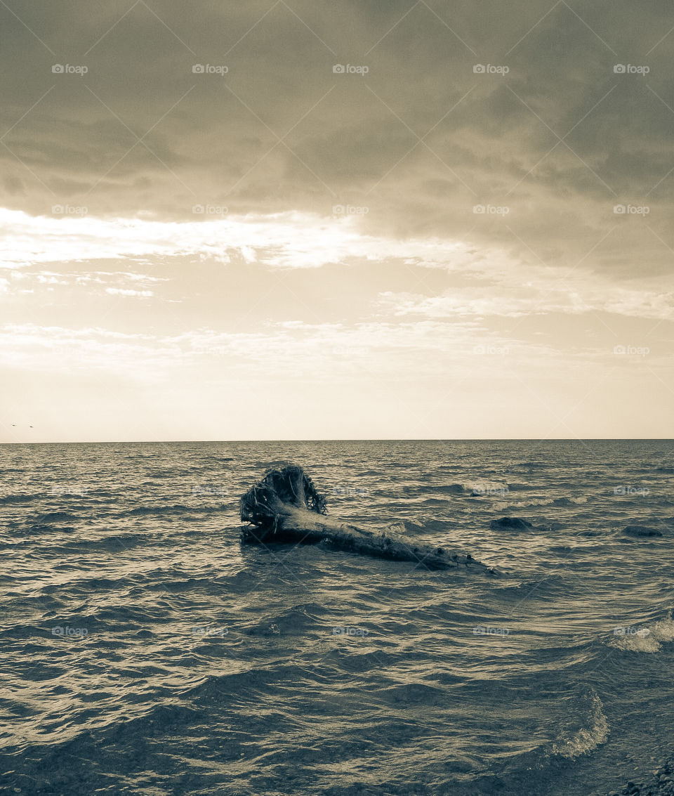 Tree floating in the ocean 