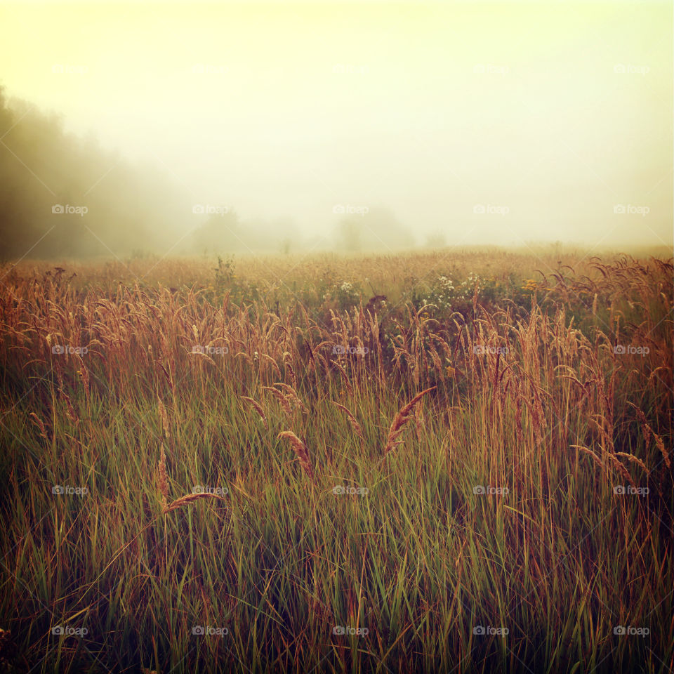Meadow in fog