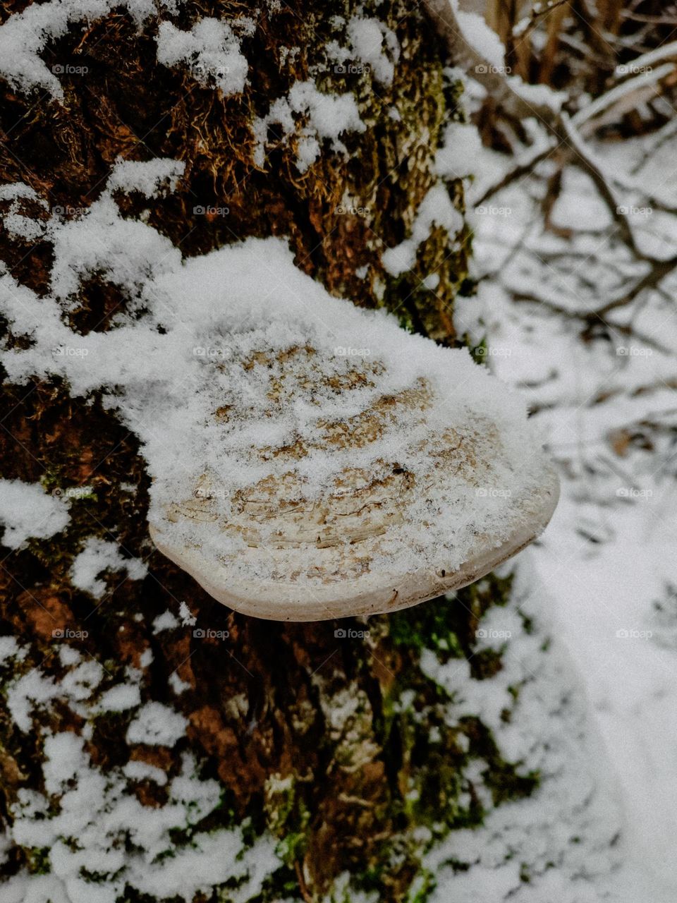 Polypore mushroom Fomes fomentarius covered with snow in winter forest