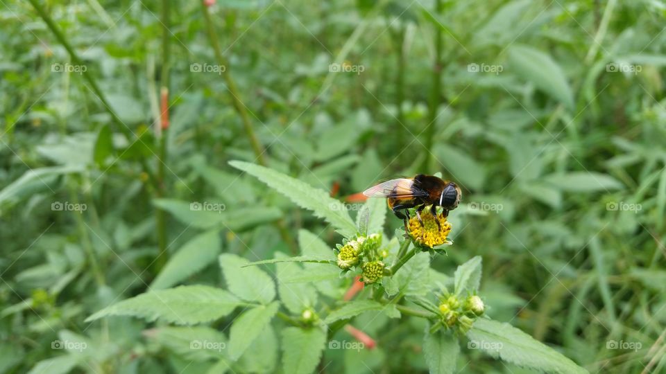 Hoverfly(The side)