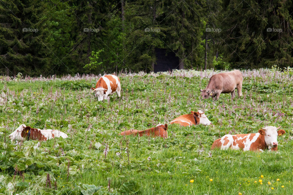 Herd of cows in a field 