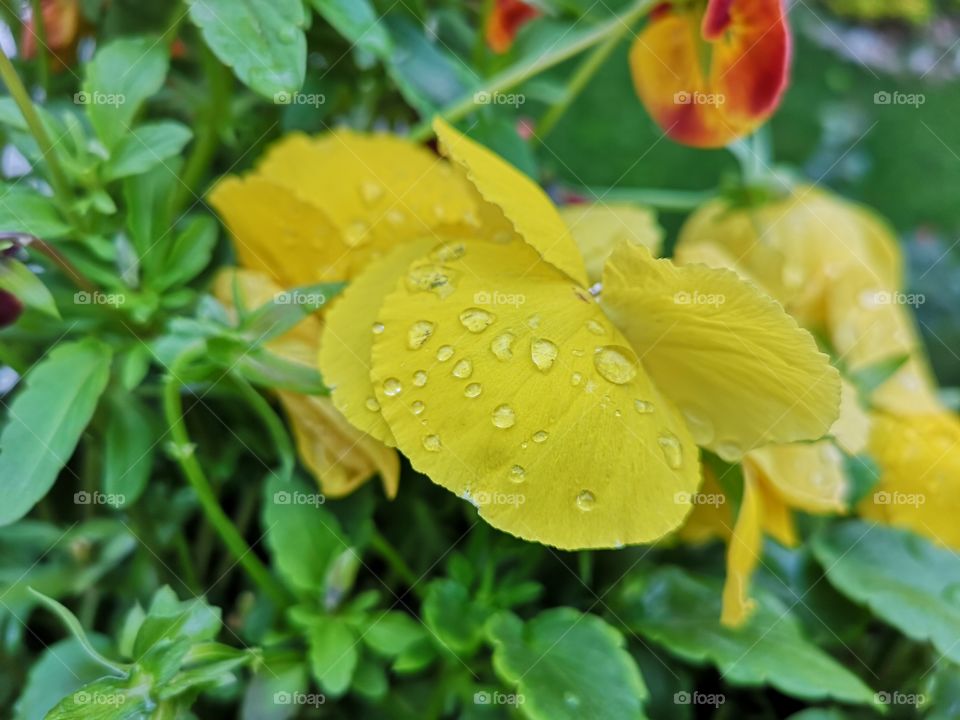 Detail of flowers wet from the rain