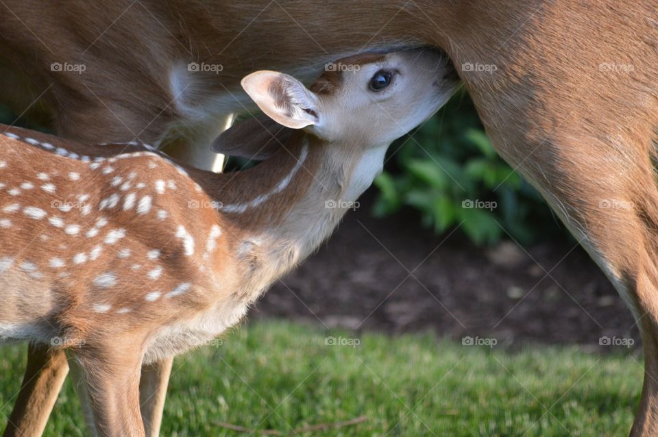 Fawn nursing